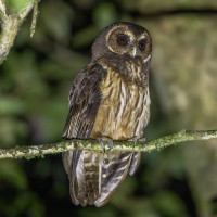 Mottled Owl